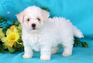 sell Bichon Frise in Albany